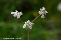 Bunium macuca
 subsp. nivale