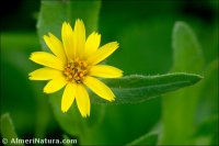 Calendula arvensis