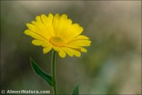 Calendula suffruticosa
 subsp. greuteri