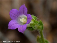 Campanula dichotoma