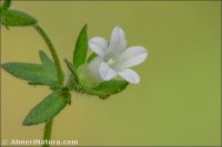 Campanula erinus