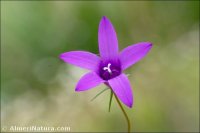 Campanula lusitanica