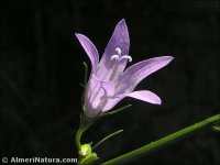 Campanula rapunculus