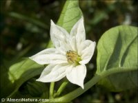 Capsicum annuum