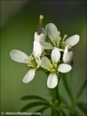 Cardamine hirsuta