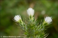 Carduus tenuiflorus