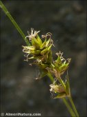 Carex distachia