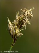 Carex divisa