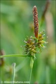 Carex nevadensis