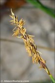 Carex panicea