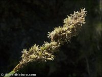 Carex paniculata