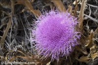 Carlina gummifera