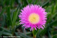 Carpobrotus acinaciformis