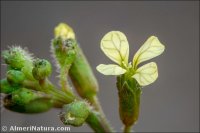 Carrichtera annua