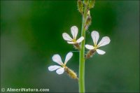 Carrichtera annua