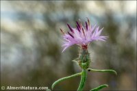 Centaurea aspera
 subsp. stenophylla