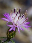 Centaurea aspera