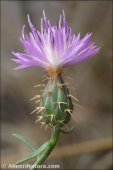 Centaurea aspera