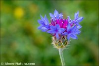 Centaurea depressa