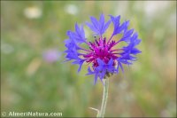 Centaurea depressa