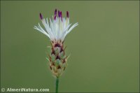 Centaurea gadorensis