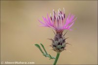 Centaurea gadorensis