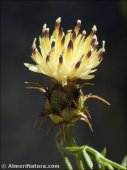 Centaurea gadorensis