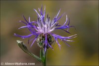 Centaurea graminifolia