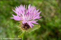 Centaurea malacitana