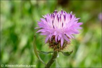 Centaurea malacitana