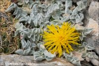 Centaurea mariana