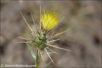 Centaurea maroccana