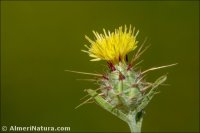 Centaurea melitensis