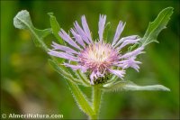 Centaurea pullata