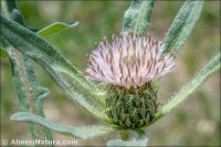 Centaurea pullata