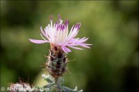 Centaurea pulvinata