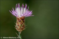 Centaurea sagredoi