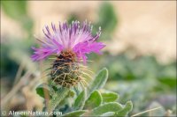 Centaurea sphaerocephala