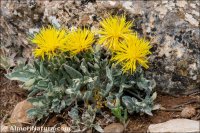 Centaurea x piifontiana