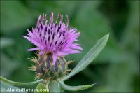 Centaurea x subdecurrens