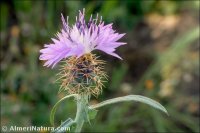 Centaurea x subdecurrens