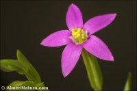 Centaurium quadrifolium