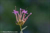 Centranthus nevadensis