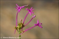 Centranthus nevadensis