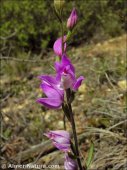 Cephalanthera rubra