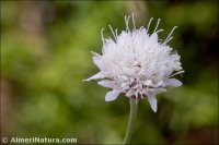 Cephalaria leucantha