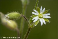 Cerastium brachypetalum