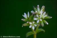 Cerastium glomeratum