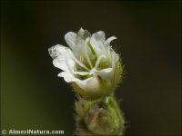 Cerastium semidecandrum