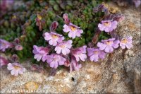 Chaenorhinum crassifolium